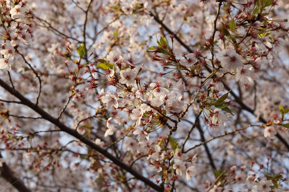 벚나무,벚꽃,봄,감성,분홍빛,분홍,feeling,color,coloroffeeling,cherryblossoms
