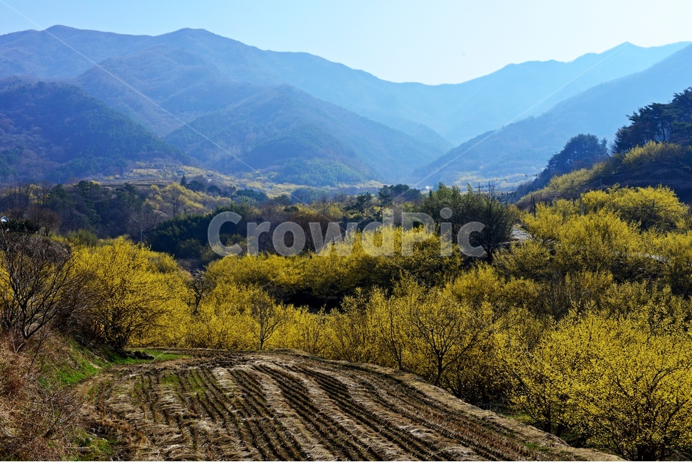 전남,구례,산동,산수유마을,산동산수유마을,산수유,산수유꽃,봄꽃,봄,계절,노랑꽃,mountain,산,mountainrange,산맥,nature,자연,outdoors,옥외,water,물,자연,풍경,nature,landscape