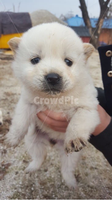 강아지,멍멍이,하얀강아지,귀여움,사랑스러움,puppy,cute,lovely