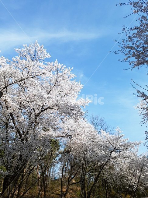 벚꽃,봄,cherryblossom,3월,4월,순결,절세미인,식물,blossom,꽃,flower,하늘,구름,공원
