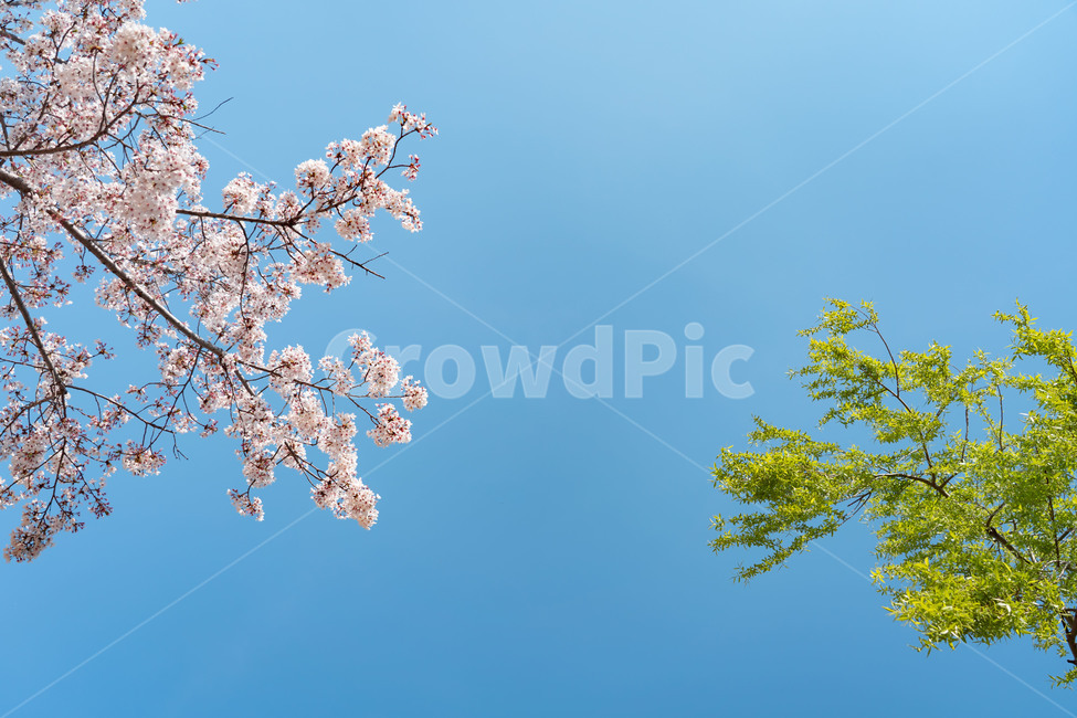 벚꽃,나무,봄,하늘,자연,식물,계절,cherryblossom,tree,spring,sky,봄,계절,spring,season,plant