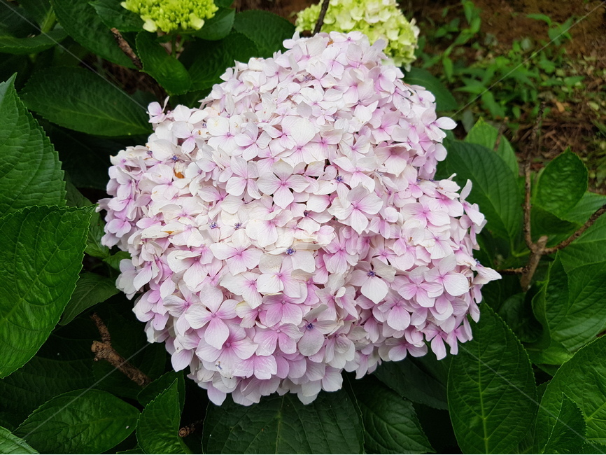 hydrangea,수국,여름꽃,꽃,핑크수국,녹색,연보라,자색,공원,꽃길,식물,식물,자연,plants,nature,꽃,flower