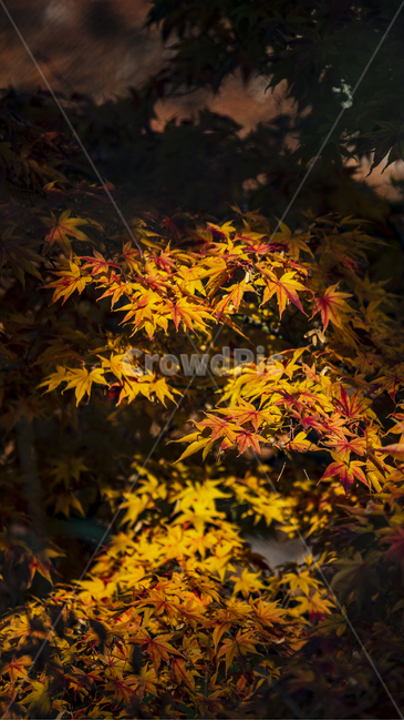 가을,단풍,leaf,plant,tree,나무,가을,계절,fall,autumn,season