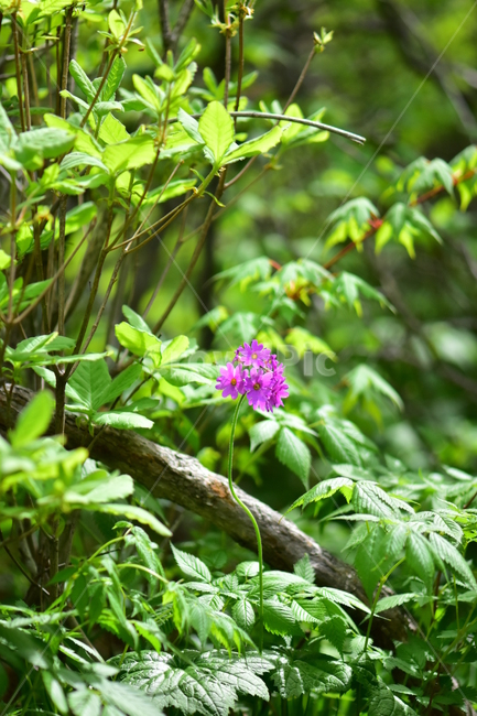 큰앵초,야생화,생태,식물,꽃,자연,힐링,플라워,wildflower,flower,plants,nature,season,감성,느낌,emotion,feeling,초본