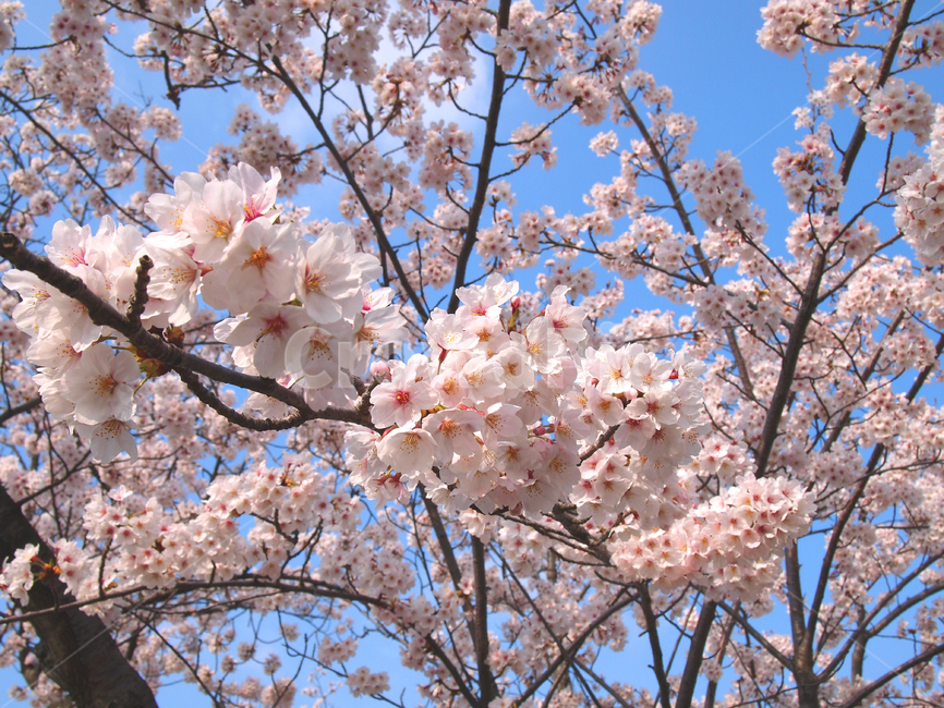벚꽃,사쿠라,봄,봄꽃,탐스러운,꽃잎,꽃,벚꽃축제,진해,봄,계절,spring,season,plant,식물,flower,blossom