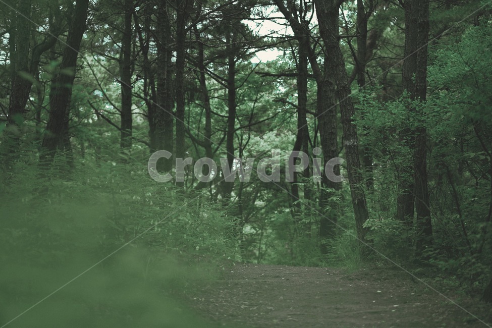 숲,자연,풍경,초록,forest,green,자연,풍경,nature,landscape,휴식,힐링,rest,relaxation,healing,vegetation,초목,plant,식물,outdoors,옥외
