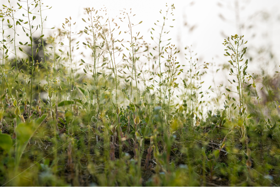 봄,자연,야외,공원,spring,nature,계절,식물,풍경,빛,season,plants,감성,sensible,feeling,하늘,sky,녹색,green,풀,grass