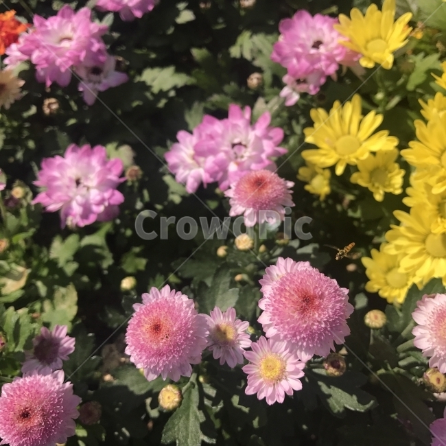 소국,Dendranthema,국화과,쑥갓속,소륜종,원예용,절화,약재,약용,가을꽃,분홍꽃,Chrysanthemum,morifolium,꽃,식물,Flower,식물,자연,plants,nature,꽃,flower