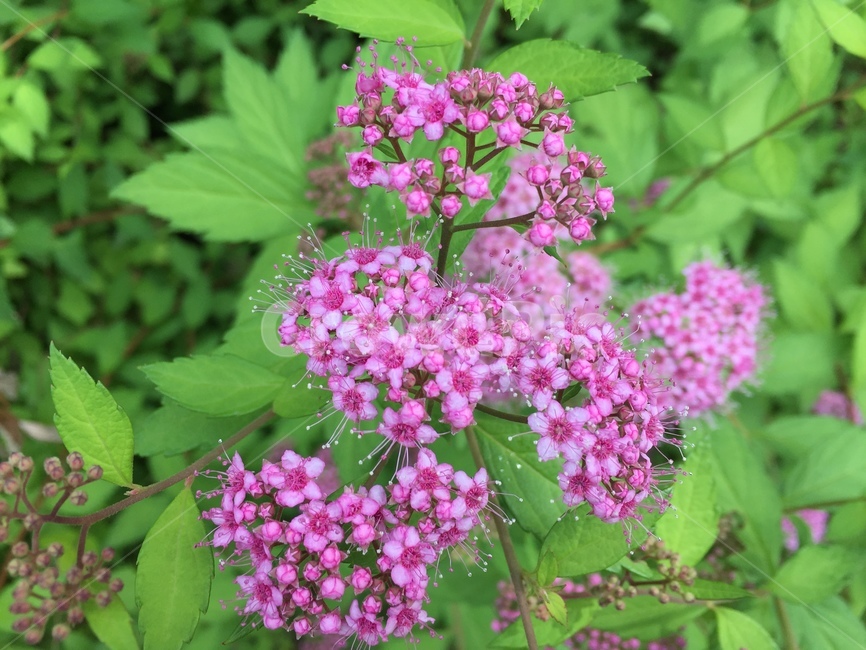 꽃,flower,야생화,분홍색,꽃분홍색
