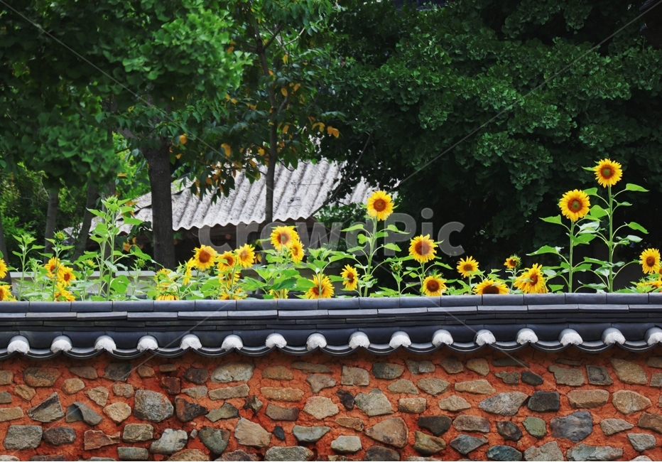 해바라기,여름,풍경,나주,향교,한국전통,한국문화,korean traditional,korean culture,식물,자연,plants,nature,꽃,flower,건축물,건물외관,exterior,building,structure,architecture,construction