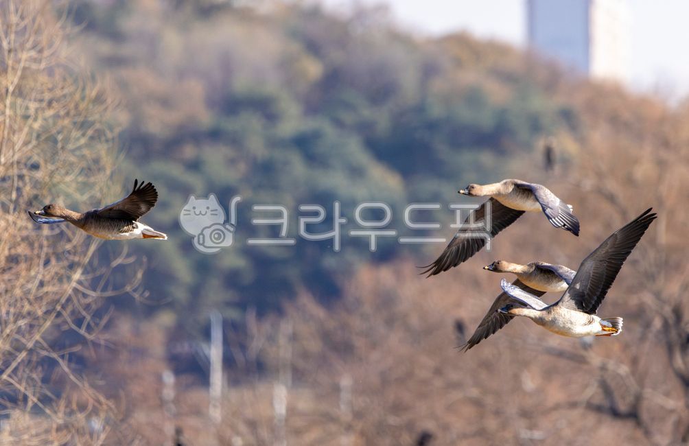 animal,동물,bird,새,기러기,자연,철새,날개