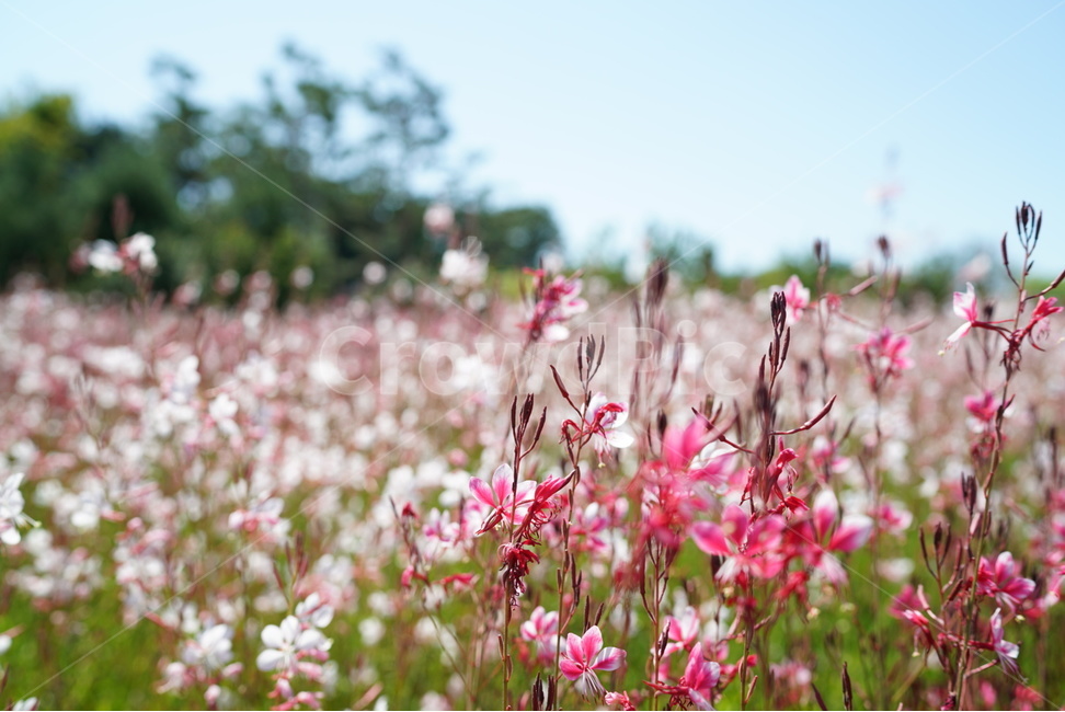 꽃밭,꽃,핑크,나무,하늘,봄,봄,계절,spring,season,식물,자연,plants,nature,꽃,flower,plant