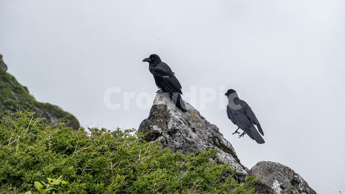 까마귀,까마귀들,야생동물,새,crow,산속,숲속,날짐승