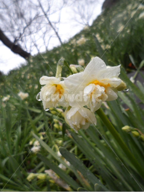 수선화,비,빗물,flower,나르키소스,식물,자연,plants,nature,꽃,flower
