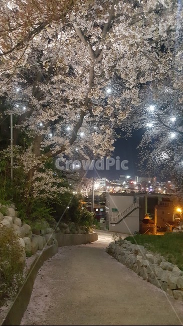 벚꽃죽제,야경,벚꽃,봄,spring,cherryblossoms,봄,계절,spring,season,야경,밤,풍경,nightscape,night,landscape,도시,city,한국도시풍경,한국도시경관,korea cityscape,plant,식물