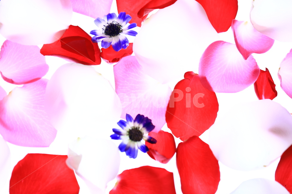 꽃잎,장미,이쁜,보라,화사함,꽃,flower