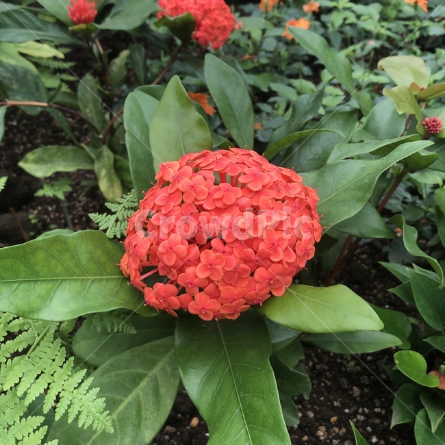 식물,꽃,잎,붉은꽃,제라늄,plant,flower,geranium