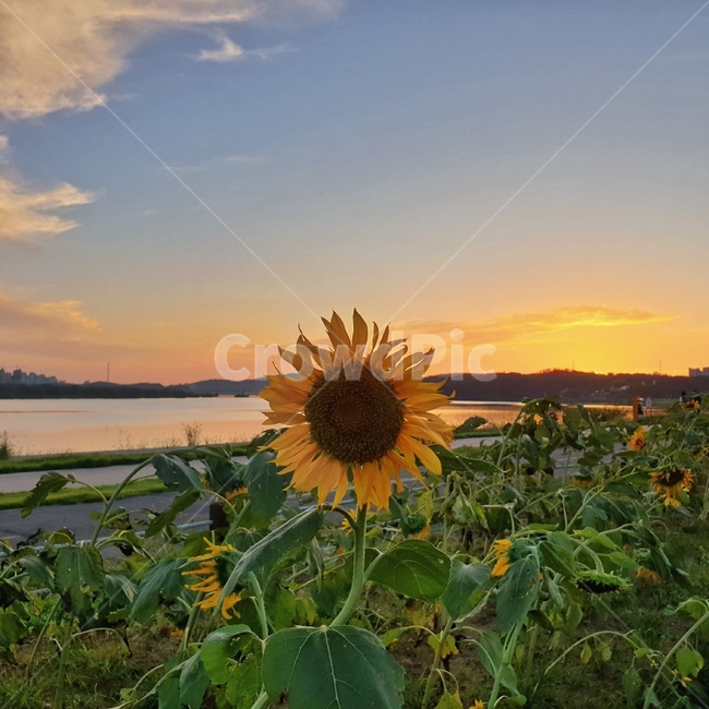 해바라기,노을,식물,flower,꽃,plant,blossom,식물,자연,plants,nature,꽃,flower