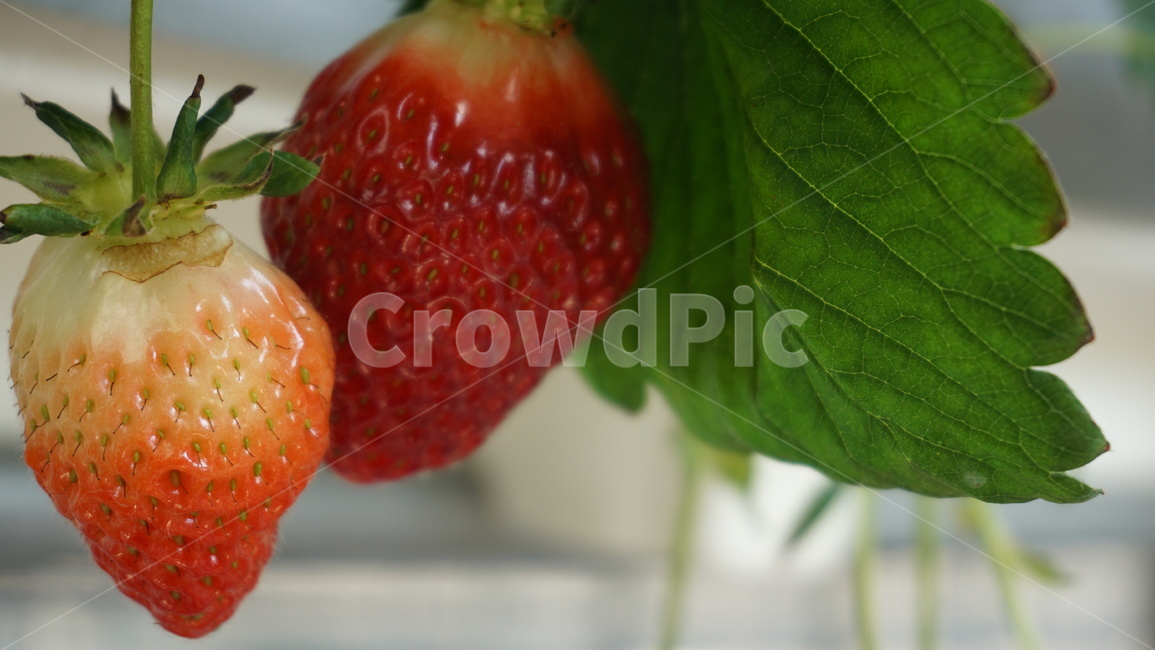 과일,식물,딸기,음식,화분,봄열매,과일,열매,fruit