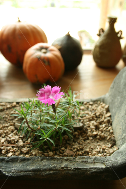 패랭이꽃,꽃,flower,화분,작은꽃,분홍,식물,자연,plants,nature,꽃,flower