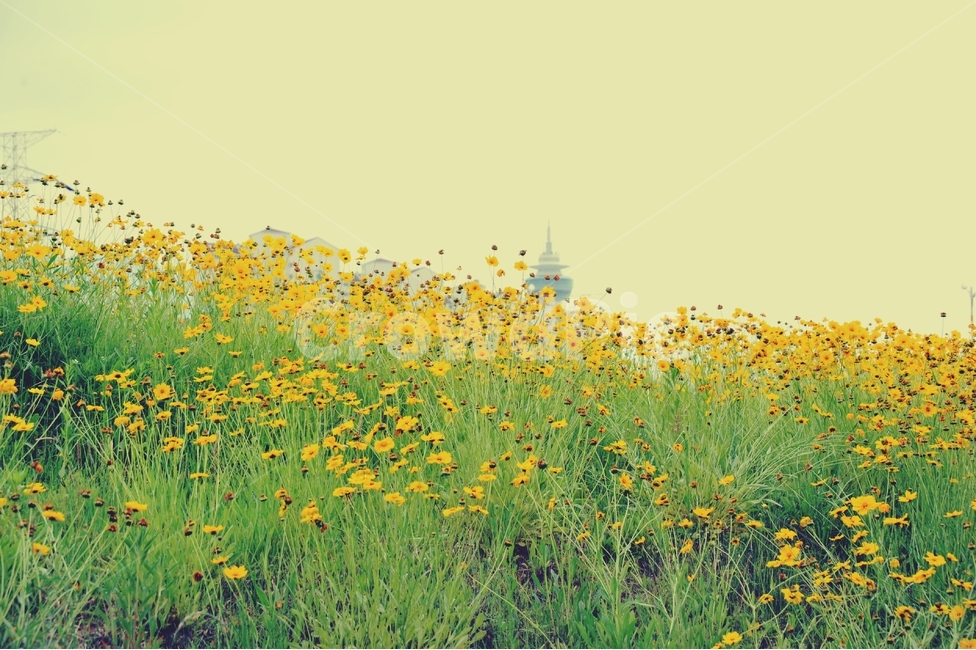 금계국,노란꽃,꽃,초록,초여름,담장,金鷄菊,goldenwave,풀,식물,아웃포커스,자연,plants,nature,flower,sensible,feeling,emotion,색깔,색상,색채,색감,sense,color,sensitivity,feelingofcolor,yellow,자연,풍경,nature,landscape,식물,plants,꽃,flower,outdoors,옥외,field,들,grassland,목초지,rural,농촌,farm,농장,meadow