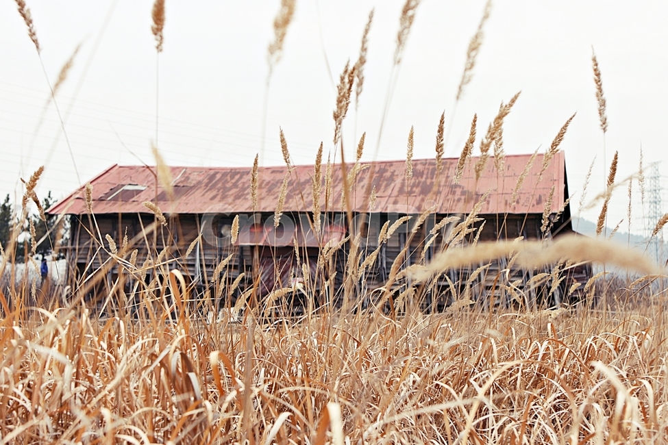 소금창고,창고,갈대,풍경,자연,가을,계절,fall,autumn,season,건축물,건물외관,exterior,building,structure,architecture,construction,plant,식물,grass,잔디