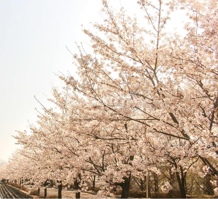 벚꽃,나무,벚나무,봄,꽃,blossom,flower,식물,plant,식물,자연,plants,nature,꽃,flower