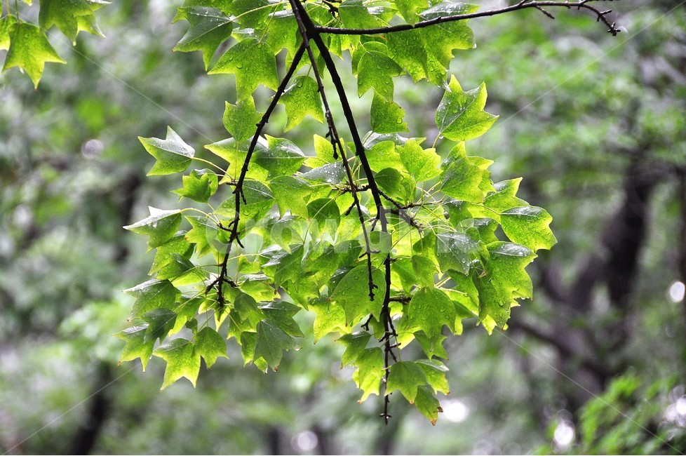 식물,녹음,자연,나뭇잎,역광,식물,자연,plants,nature