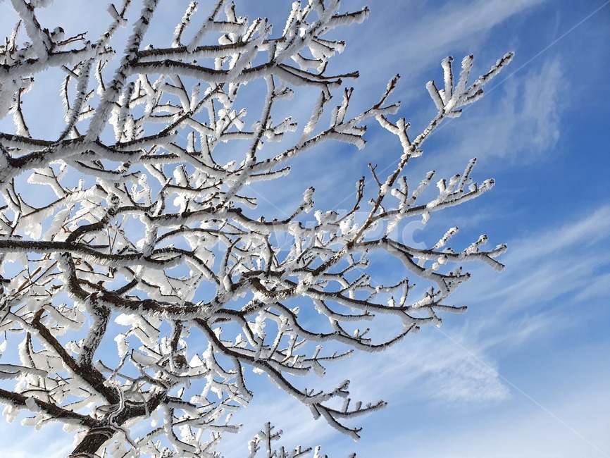 설산,눈,눈꽃,snowmountain,suricacid,tree,나무,plant,식물,outdoors,nature,자연,빙,ice,덕유산,겨울,계절,winter,season