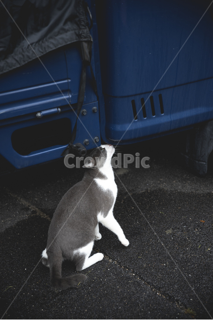고양이,cat,동물,animal,애완,애완묘,동물,animal,포유류,mammal,고양이,cat,kitten,kitty