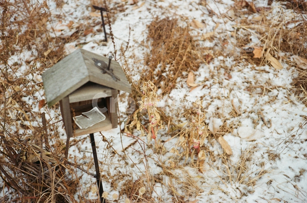 서울숲,겨울,풍경,자연,눈,겨울,계절,winter,season