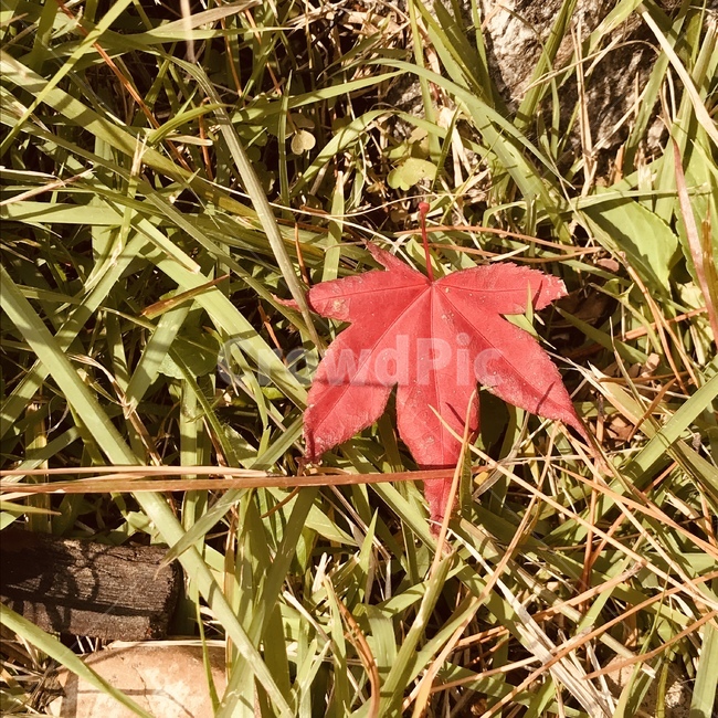 낙옆,빨강,가을,빈티지,외로움,가을,계절,fall,autumn,season,plant,식물,leaf,잎,tree,나무