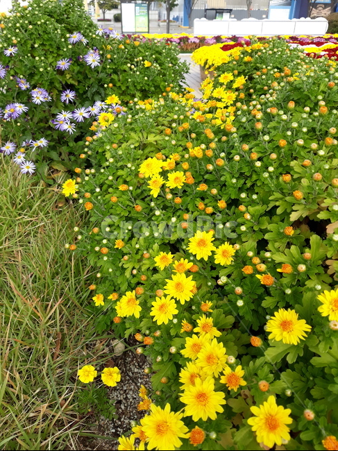 국화,가을,나들이,국화축제,국화향기,공원,산책,식물,자연,plants,nature,꽃,flower