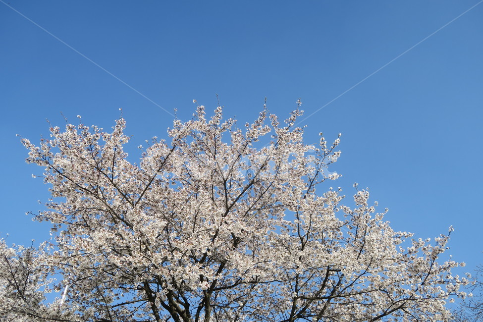 벚꽃,꽃,봄,벚꽃나무,벚꽃축제,봄날,spring,nature,봄,계절,spring,season,plant,식물