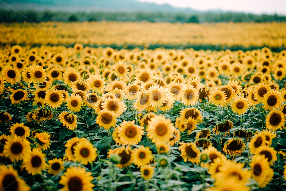 해바라기,식물,꽃,자연,여름꽃,flower,sunflower,식물,자연,plants,nature,꽃,flower,여름,계절,summer,season,plant,blossom