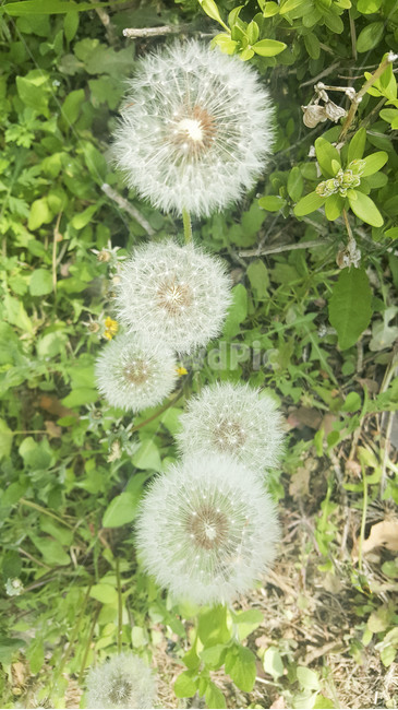 plant,식물,blossom,flower,꽃,dandelion,민들레