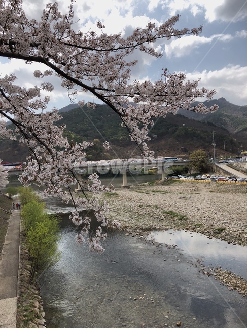 벚꽃,강가,풍경,봄,감성,봄,계절,spring,season,자연,풍경,nature,landscape,plant,식물,flower,꽃,blossom