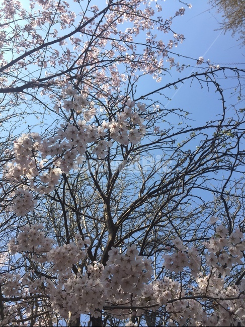벚꽃,cherryblossom,벚나무,꽃잎,분홍색꽃,봄에피는꽃