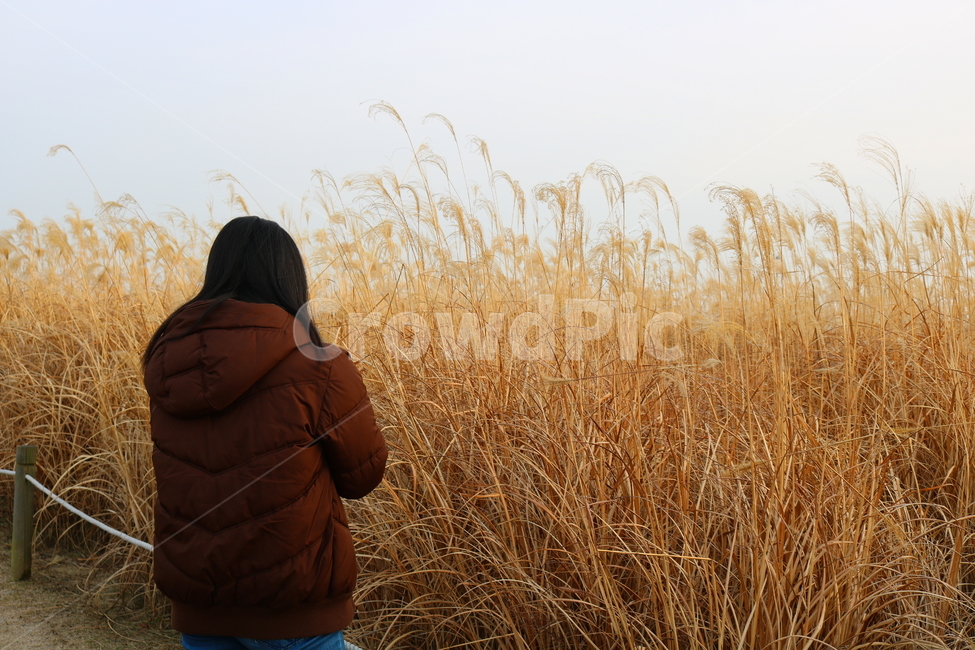 억새,풀,억새풀,식물,벼과,벼과식물,자연,풍경,두영,겨울,사람,여자,뒷모습,공원,하늘공원,산책로,서울,서울하늘공원,사람,인물,인간,human,person,여성,여자,woman,female,lady