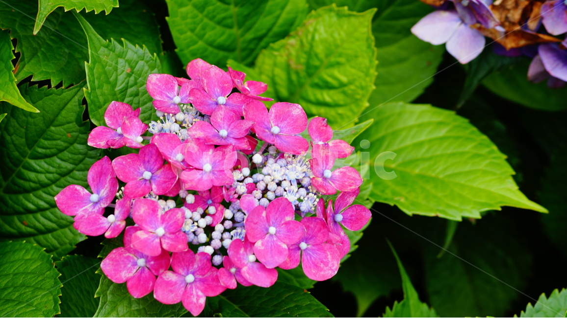 수국,수국꽃,꽃,꽃사진,식물,식물,자연,plants,nature,꽃,flower