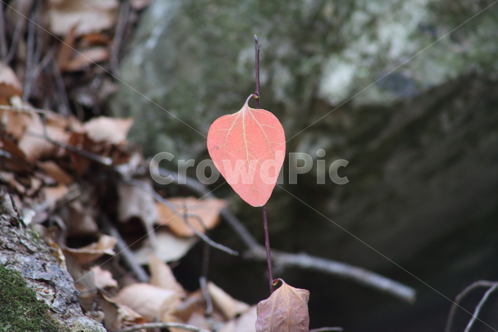 단풍,잎,식물,가을,redleaves,가을,계절,fall,autumn,season,plant,leaf,veins,정맥