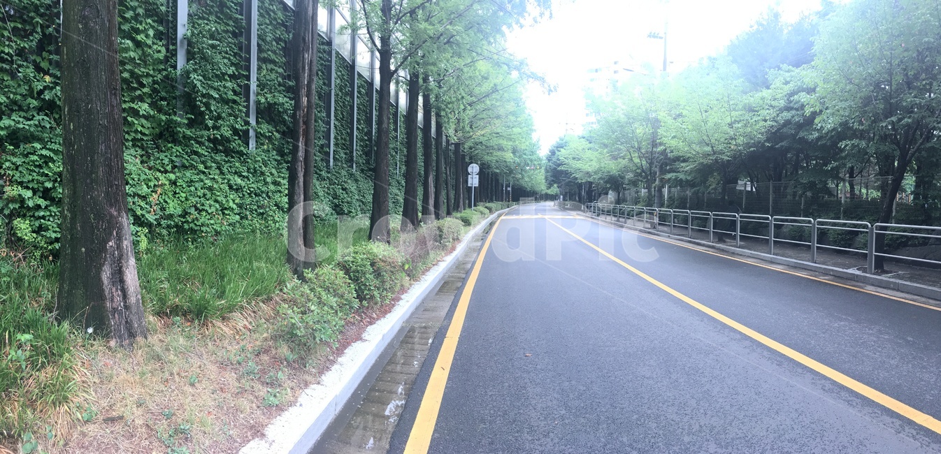 길,나무,햇살,road,vine