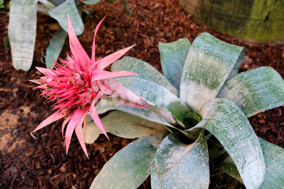 꽃,얼룩애크메아,파인애플과,식물,열대식물,자연,식물원,식물,자연,plants,nature,꽃,flower