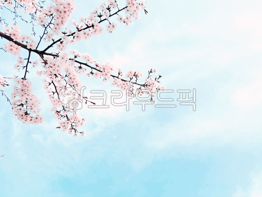 cherry blossom,spring,sky,cherry blossom tree,cloud,nature,flower branch,cherry blossom branch,cherry blossom,blue sky,spring,season,nature,landscape,pink,pink,season,blue sky,tree branch,flower,sky,pink,cloud