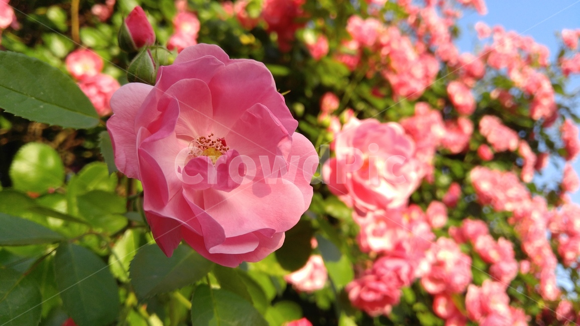 장미,꽃,분홍장미,분홍색,식물,녹색,배경,감성,계절,rose,flower,pinkroses,pink,flant,green,background,emotional,season,outdoors