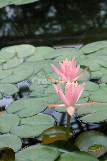 연꽃,비,연못,핑크,꽃,연,수련,Korealotus,식물,자연,plants,nature,꽃,flower