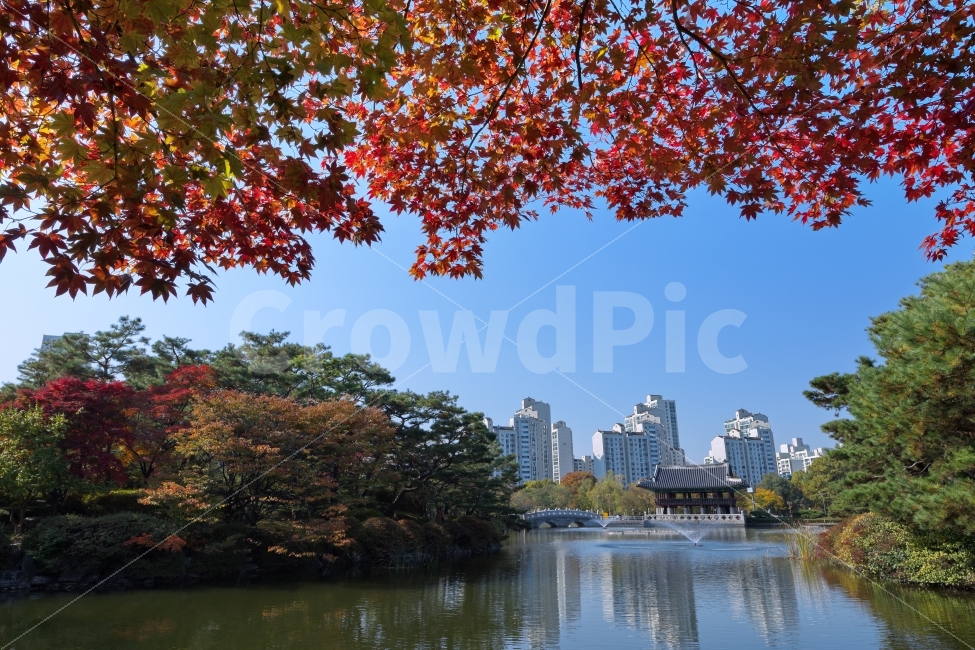가을,단풍,단풍나무,호수,공원,분수,반영,파란,하늘,붉은,누각,소나무,배경,분수대,호수가,자연,파크,전각,고건물,고요,정적인,파란색,현대,풍경,성남,분당,중앙공원,가을,계절,fall,autumn,season,도시,풍경,city,landscape,한국전통,한국문화,korean traditional,korean culture,plant,식물,tree,나무,leaf,잎,maple