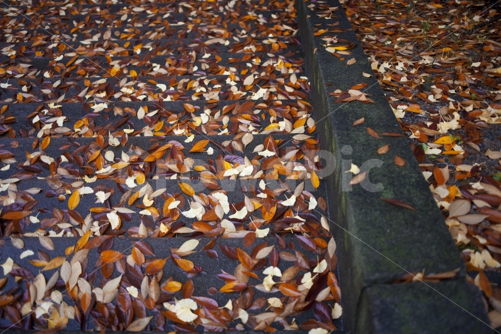 계절,비,가을,낙엽,가을비,감성,감성사진,길,길거리,계단,가을,계절,fall,autumn,season