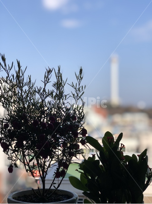 집,식물,부산,자취,식물키우기,부산타워,plant,초록,green,greenary