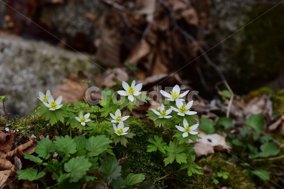 모데미풀,야생화,봄,꽃,풀꽃,자연,식물,식생,plants,nature,spring,season,flower